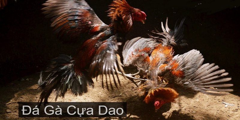 Những quy định trong hình thức chọi kê cựa dao